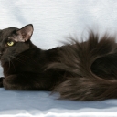 Oriental Long-hair Cat